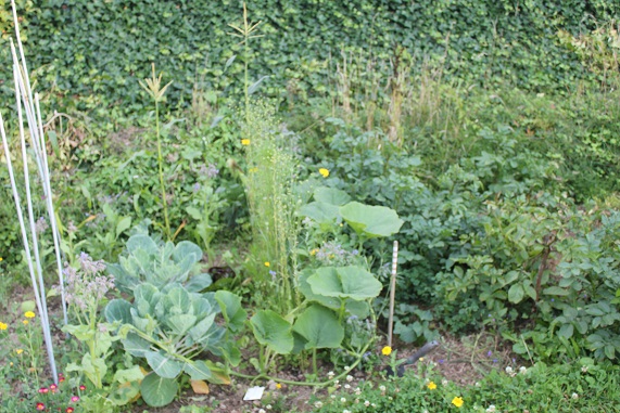 romanesco 0208.JPG
