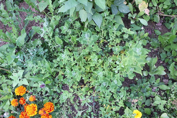 tetragone 0208.JPG