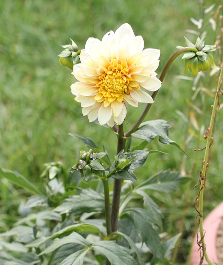 aout 8 016.JPG