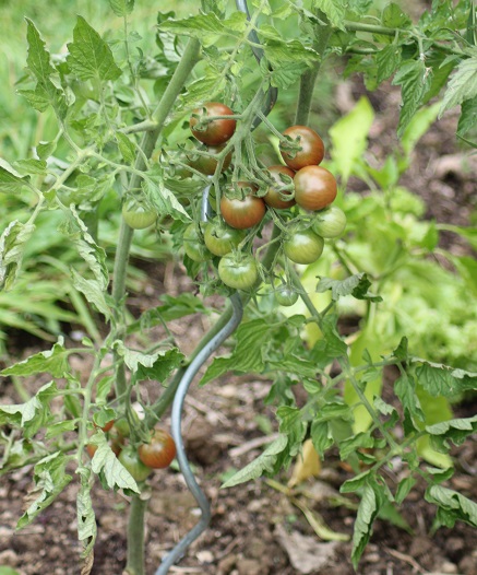 black cherry 0808.JPG