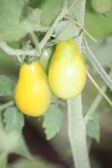 poire jaune 0808.JPG