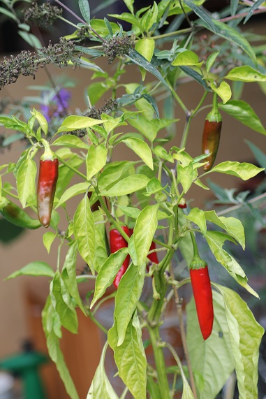 cayenne 2608.JPG