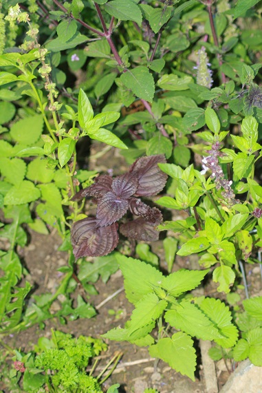 shiso 2708.JPG