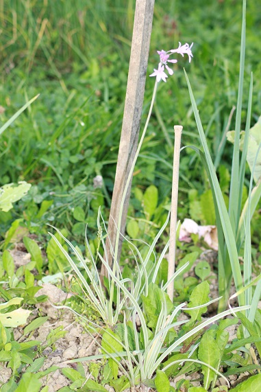 ail du cap 2508.JPG
