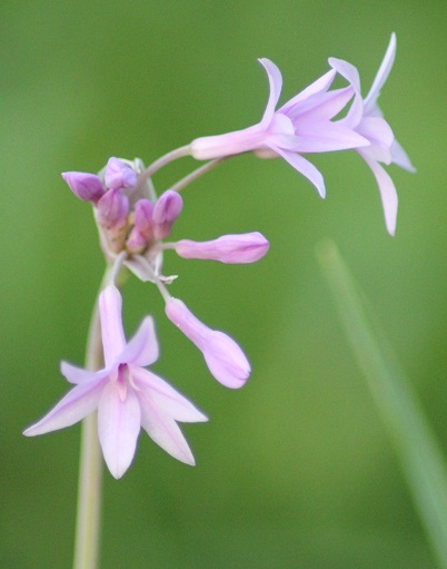 ail du cap fleur 2708.JPG