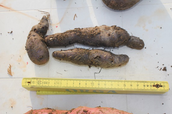 truffeltjes 3108.JPG
