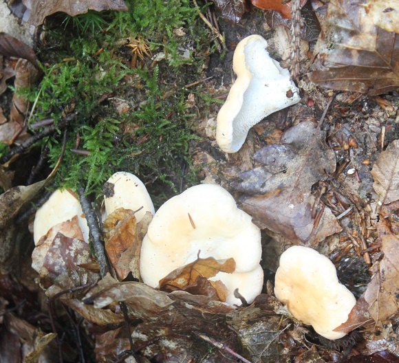 pieds de mouton.JPG