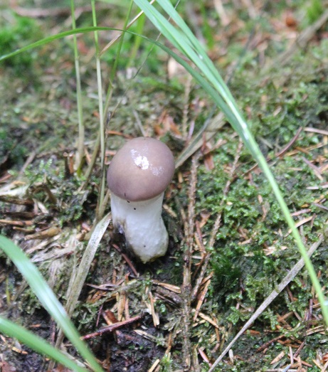 gomphide glutineux.JPG