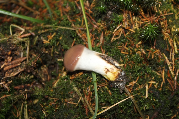 gomphide glutineux pied.JPG