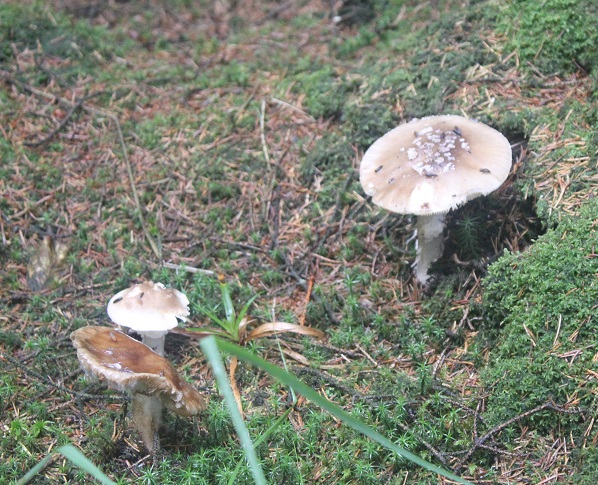 amanite rougissante.JPG