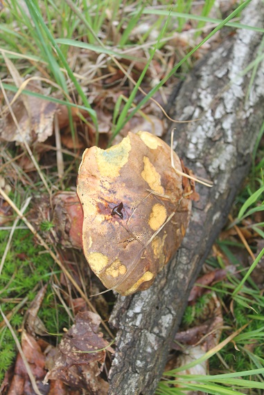 bolet pied rouge.JPG
