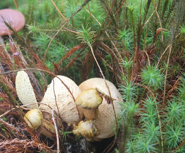 champignons 048.JPG