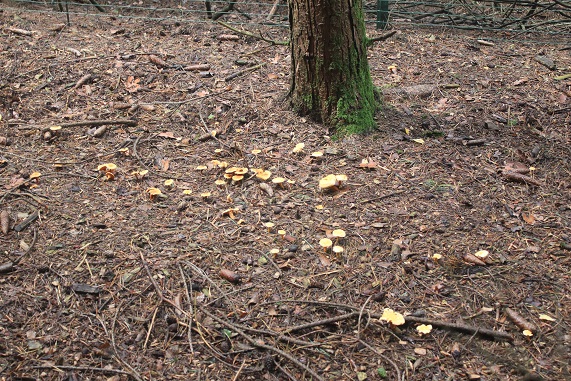 fausses girolles.JPG