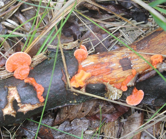 champignons 057.JPG