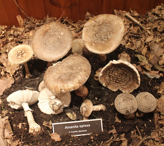 Amanita spissa.JPG