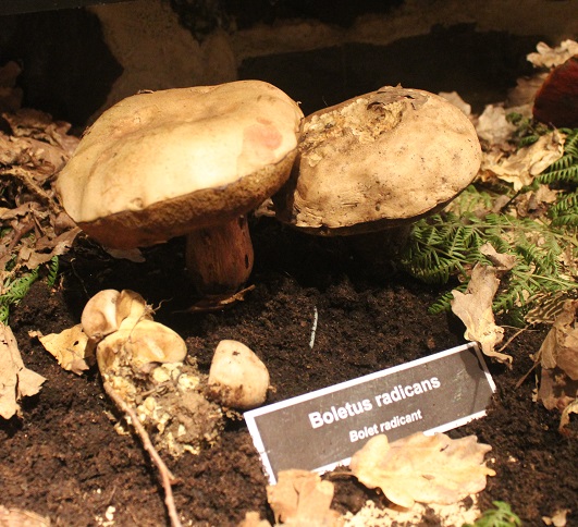 boletus radicans.JPG