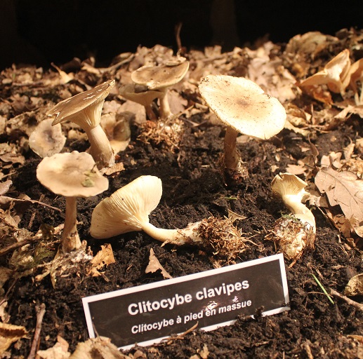 Clitocybe clavipes.JPG
