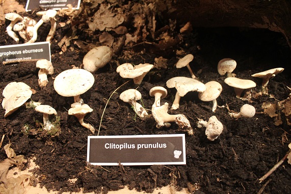 Clitopilus prunulus.JPG