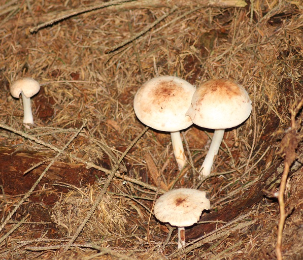 collybia maculata 0509.JPG