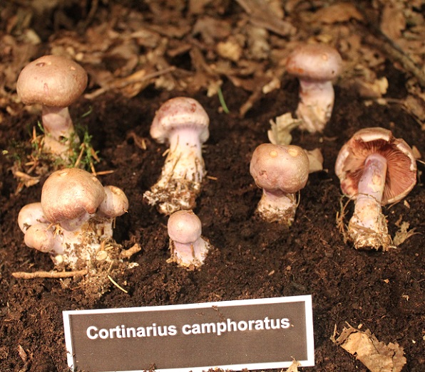Cortinarius camphoratus.JPG