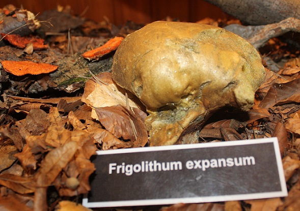 frigolithum expansum.JPG