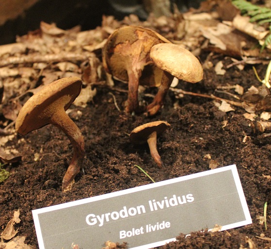gyrodon lividus.JPG