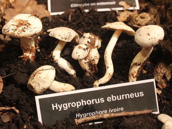 Hygrophorus eburneus.JPG