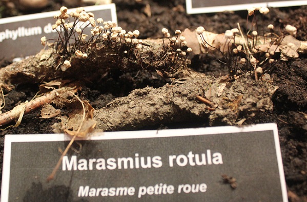 Marasmius rotula.JPG
