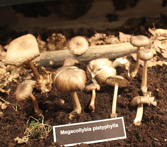 Megacollybia platyplylla.JPG