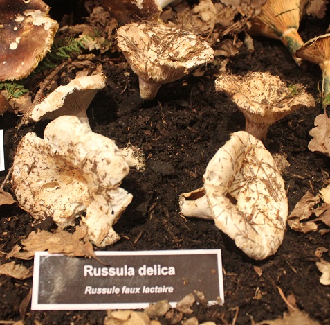 Russula delica.JPG