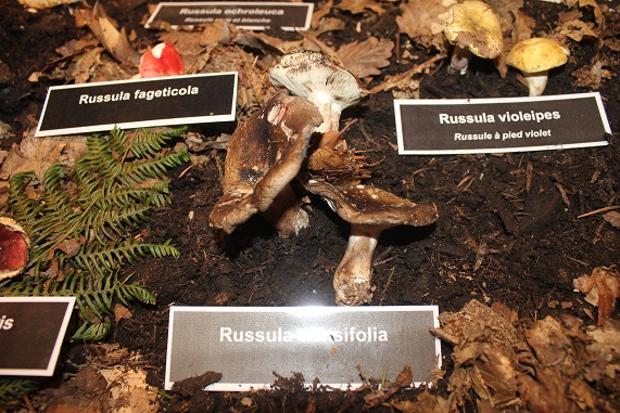 Russula densifolia.JPG