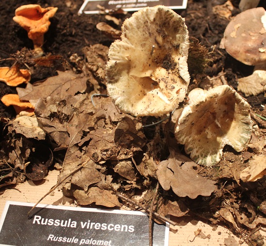 russula virescens.JPG