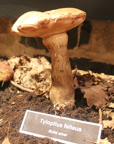 tylopilus felleus.JPG