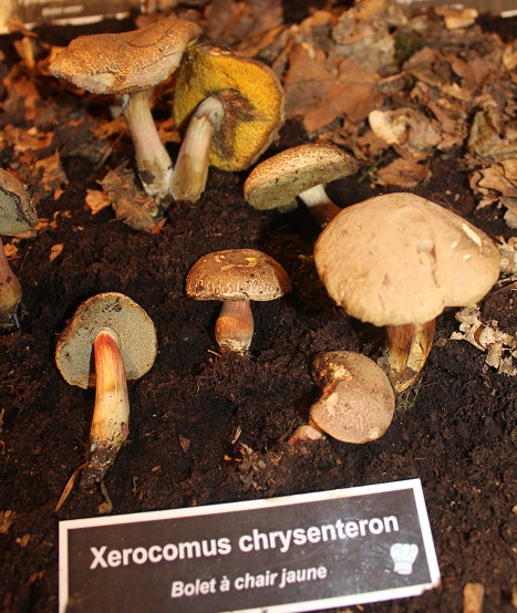 Xerocomus chrysenteron.JPG