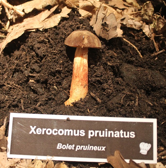 xerocomus pruinatus.JPG