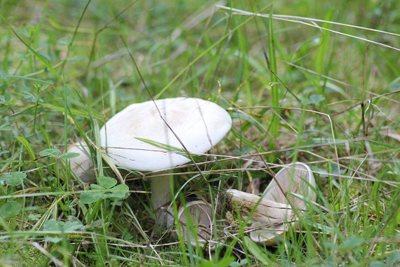 hebeloma crustuliniforme.JPG