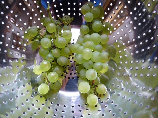 Chasselas Doré