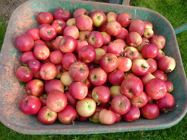 Pommes Melrose