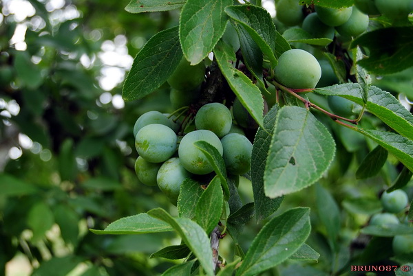 Mirabelle 2010 1a.jpg