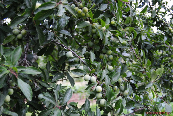Mirabelle  2010 1b.jpg