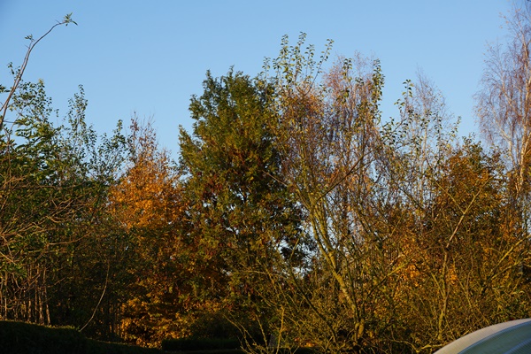 DSC06732.JPG