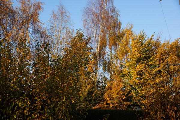 DSC06735.JPG