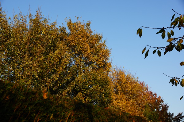 DSC06739.JPG