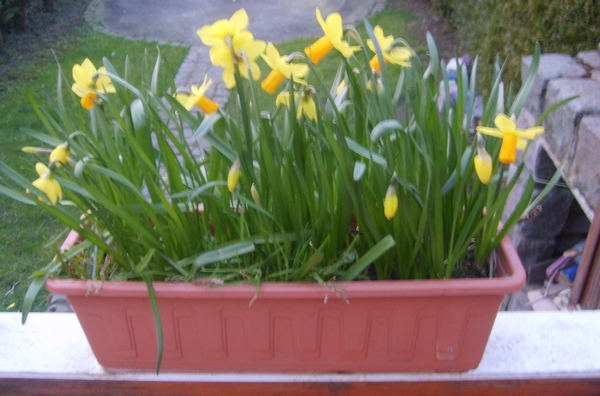 Mes Narcisses