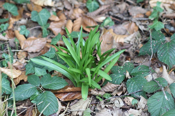 ail des ours 13032016.JPG