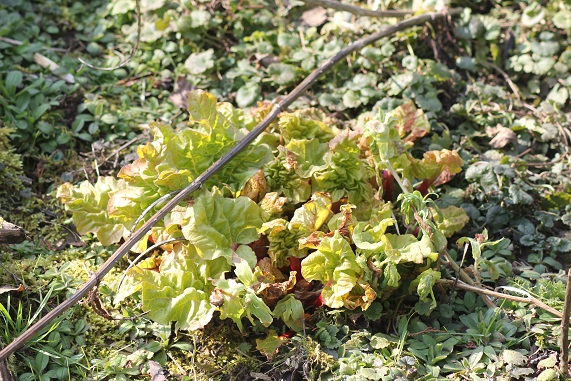 rhubarbe 12032016.JPG