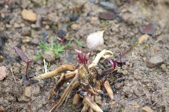 arroche opera 2803.JPG