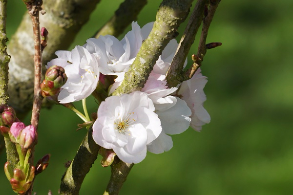 bouquet de prunus