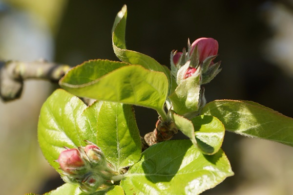 bouquet de pomme