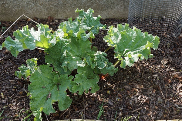 rhubarbe